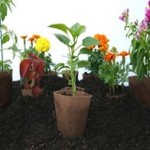 eco-friendly-seedling-pots