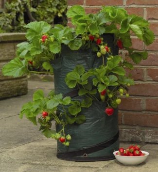 pop-up-strawberry-planter